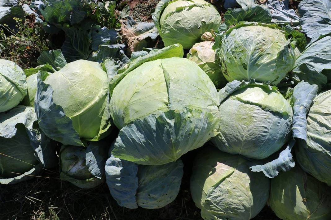 Ata tohumu bereketi: Devasa boyutlarda, 40 kilogram ağırlığında! Üretici bile şaşkınlığını gizleyemedi 4